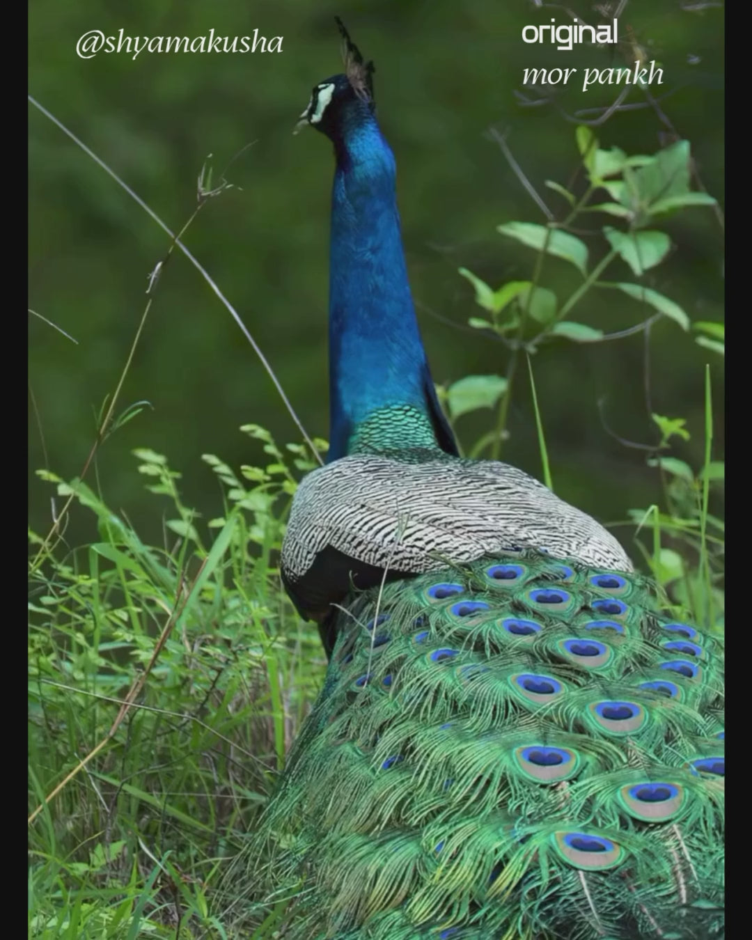 peacock feather